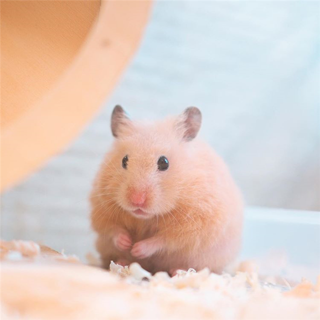 从仓鼠睡姿看出仓鼠是否信任主人,仓鼠向主人露牙齿