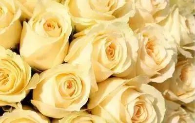 拍摄花的花语,100种摄影基础美学