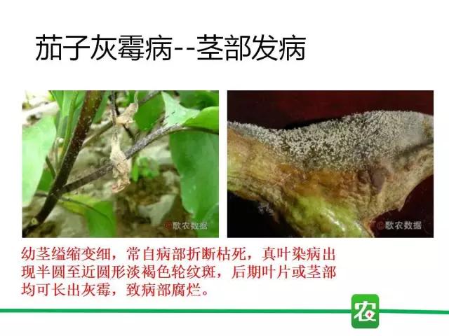 灰霉病视频图片,葡萄灰霉病和草莓灰霉病