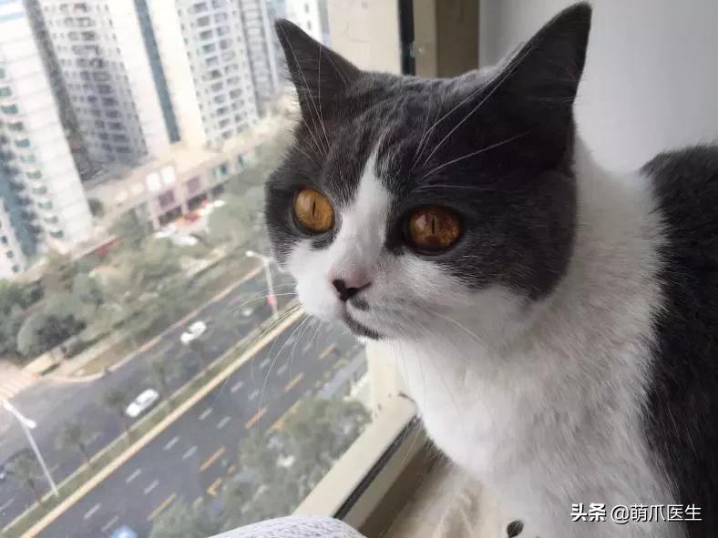 猫咪皮肤有黑斑点还很容易掉毛,猫咪身上有黑色斑点是怎么回事