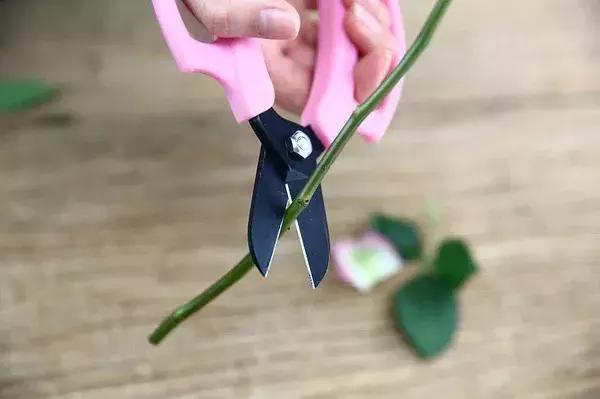 玫瑰鲜花养护方法和时间,玫瑰花束怎么养护延长花期呢