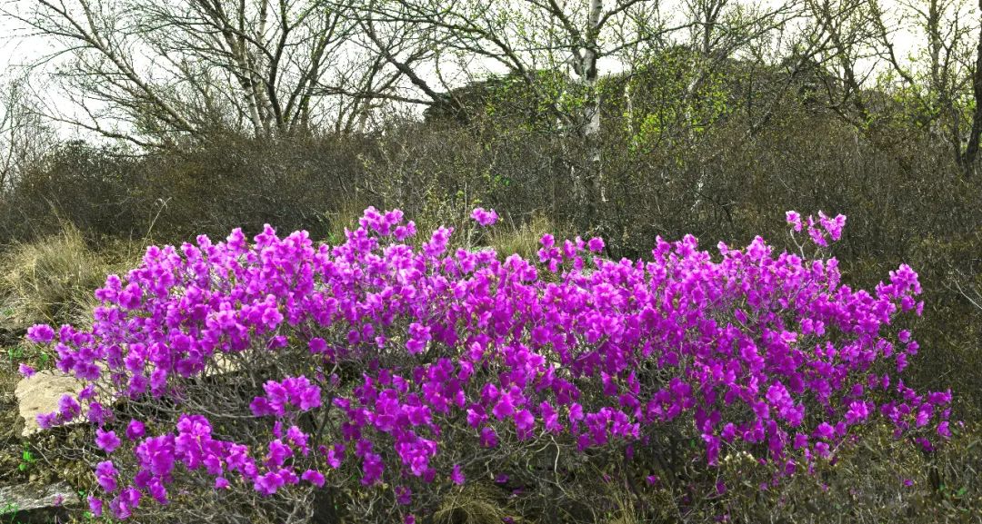 内蒙古通辽扎鲁特旗5条自驾游线路和景点攻略