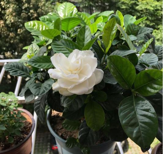 养栀子花用什么样的酸水,栀子花酸水过多会怎么样