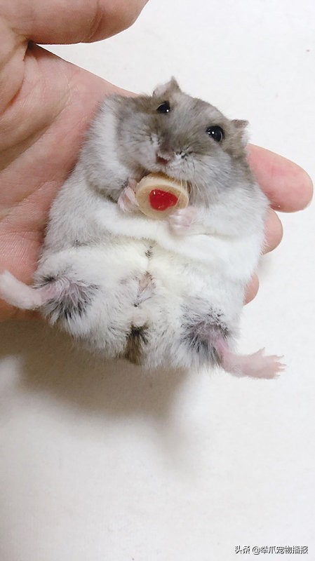 剔骨达人！原来小仓鼠才是吃货界的技巧扛把子