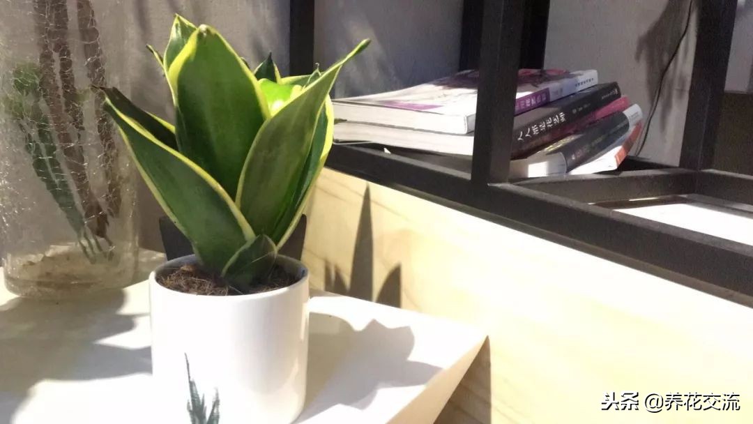 耐阴又耐旱的好养花草,种植什么能遮阴