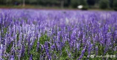 网红奇亚籽坚果藕粉,奇亚籽好吃吗有什么营养