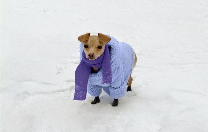 还在自嘲单身狗？快醒一醒！看看汪星人都拥有LV限量款了