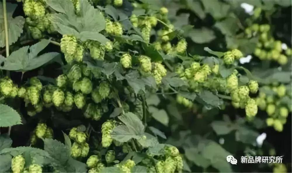 十款畅销精酿,卖得比较好的精酿