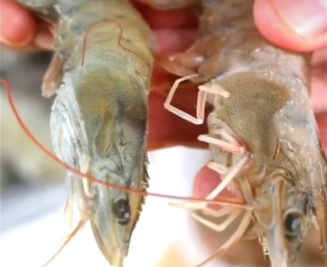 买冻虾有什么讲究没,买冻品虾要注意什么