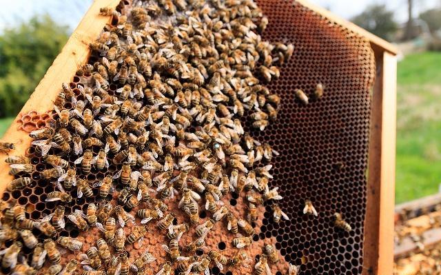 分蜂后蜂王又回来被围,怎么更换蜂王蜜蜂才不会分蜂