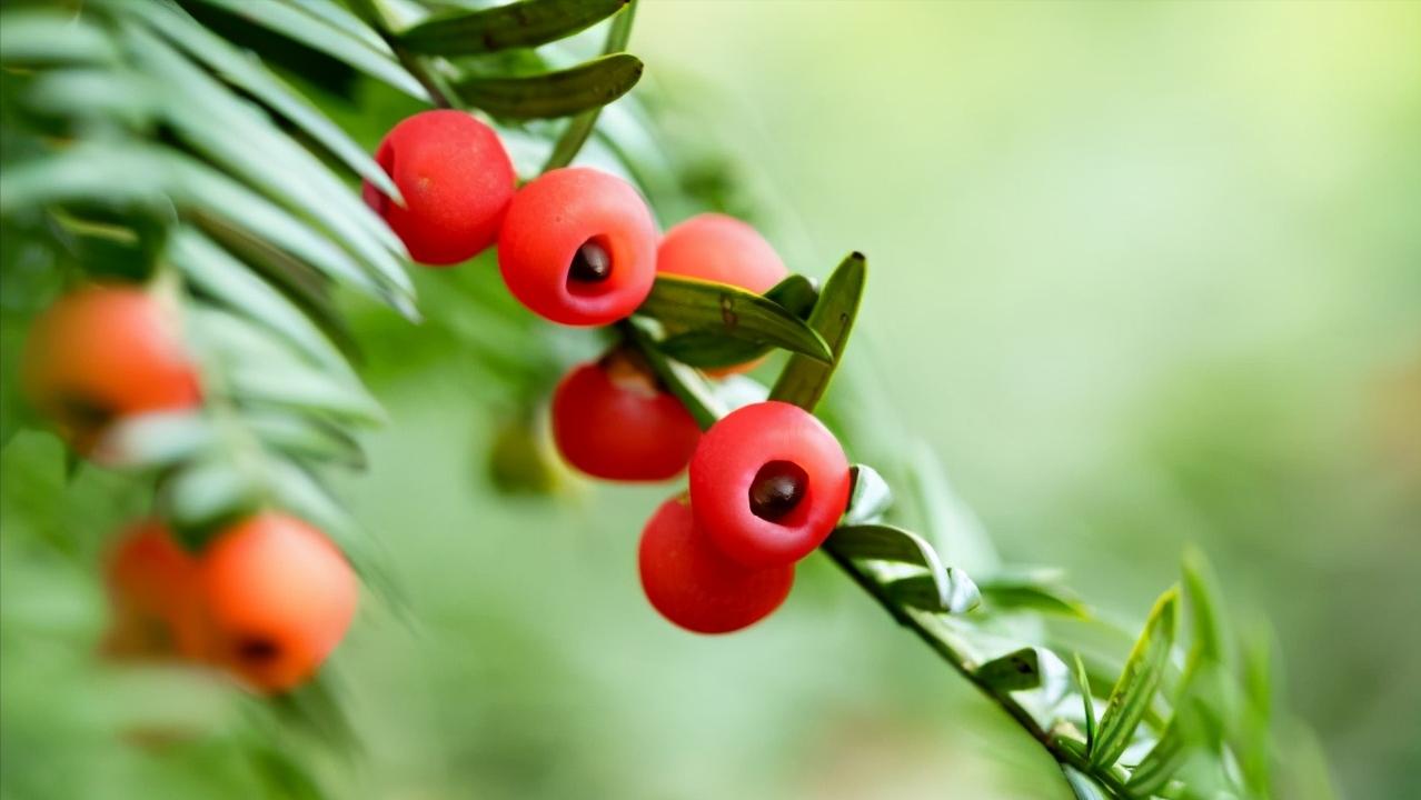 红豆杉叶片耷拉没精神,红豆杉的嫩芽耷拉怎么回事