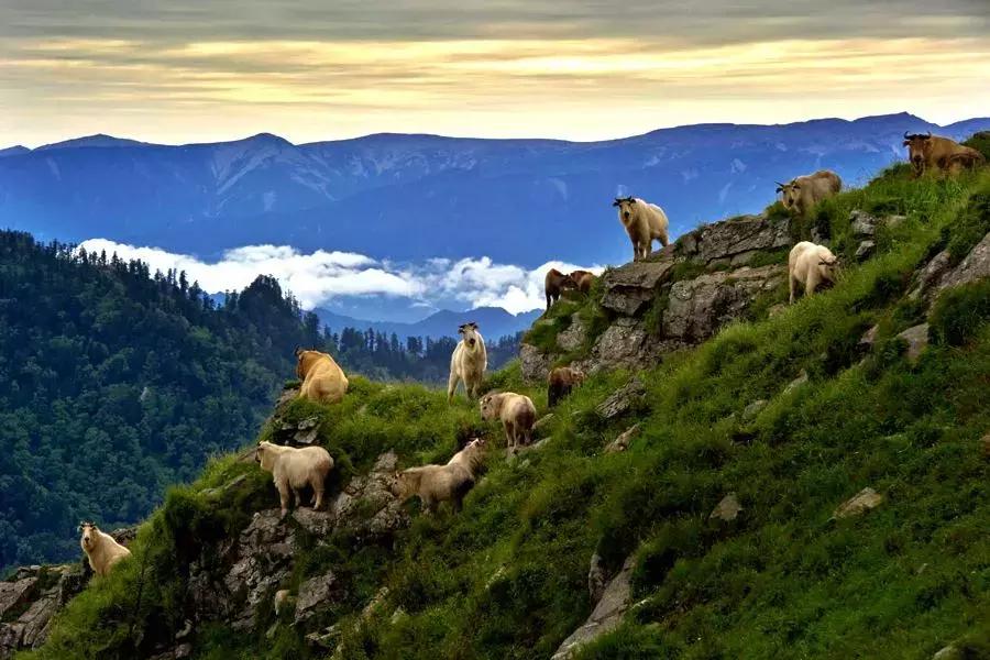 保护朱鹮,朱鹮自然保护区有利条件