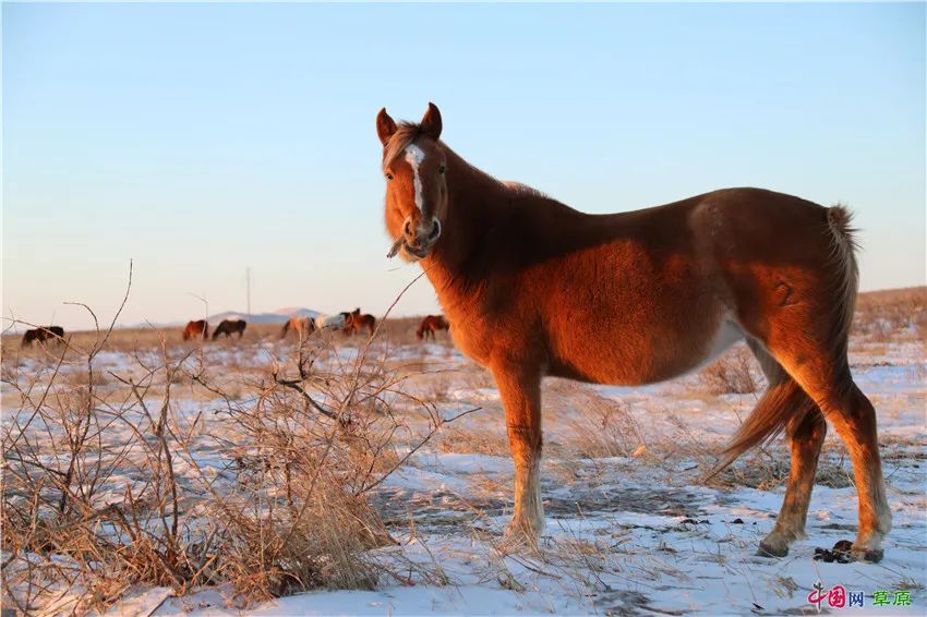 “草原诗人”冰风:不愿再看到“两匹马,在草原的网围栏两侧徘徊”