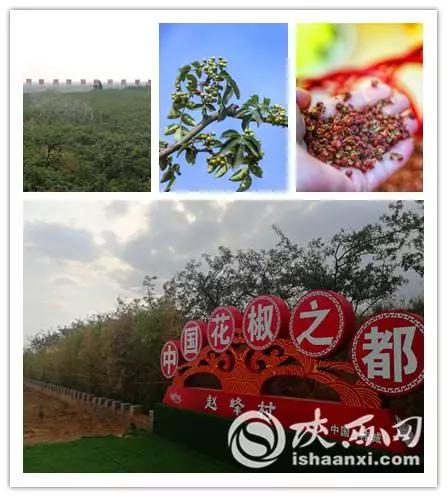 河北人你还敢说花椒产业不挣钱？瞅瞅人家是怎么闹的？