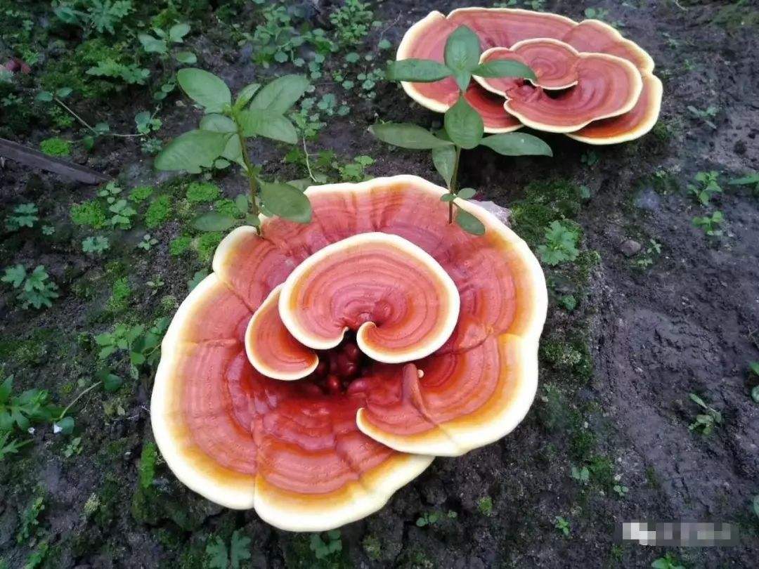 夏季养生吃什么药材好,养生药膳灵芝