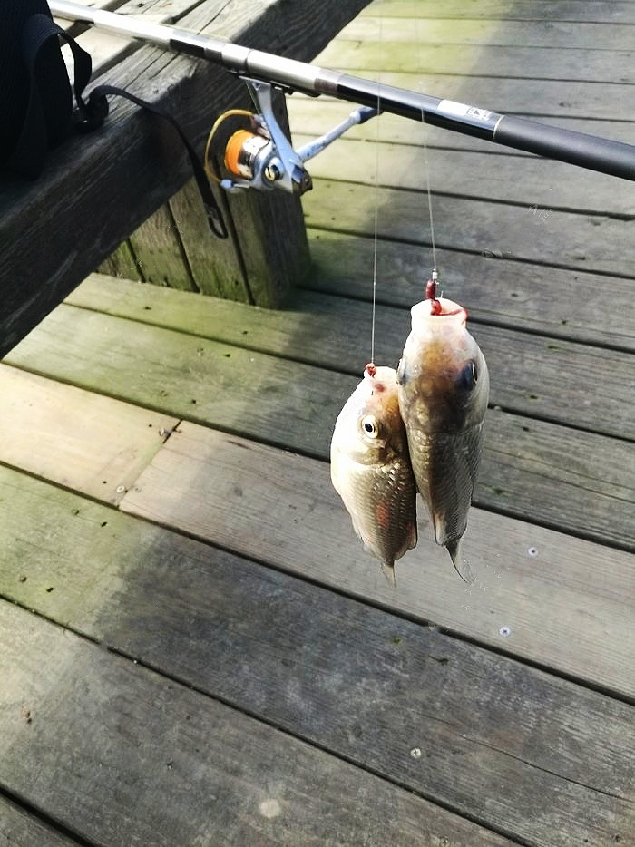 野钓鲫鱼绝密技巧大全,野钓钓鲫鱼技巧详解全攻略