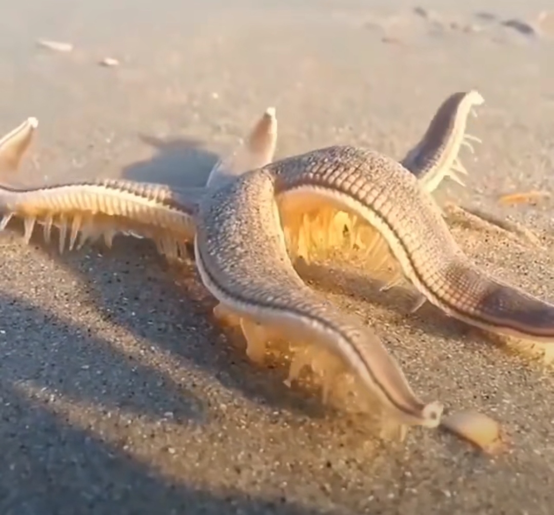 好看是好看但是感觉显黑,好看是好看难看是难看