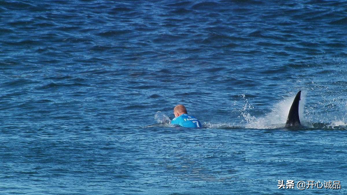 极限工作之捕鲨：年捕杀2亿条！虽说给了份子钱，鱼翅能不吃吗？