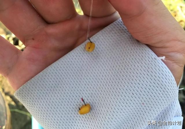 麦粒做钓饵可以钓什么鱼,制作麦粒钓饵最简单方法