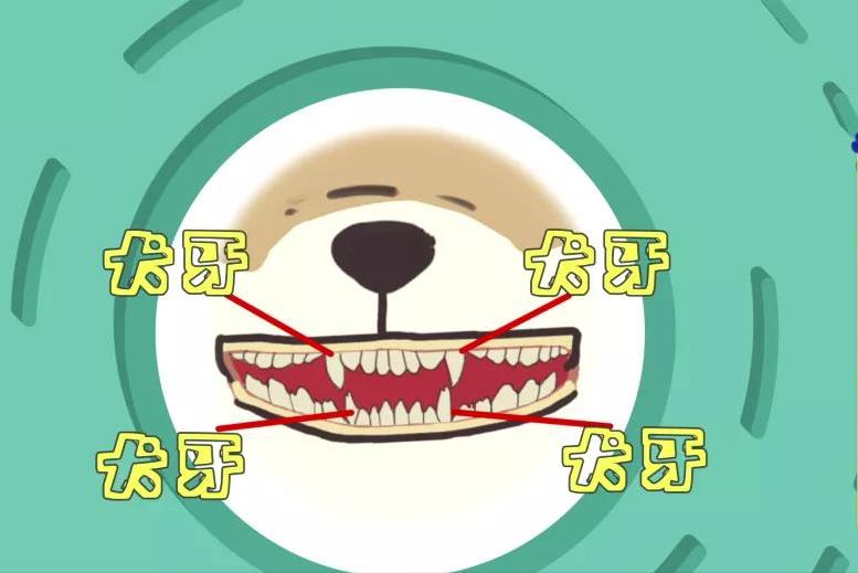怎么帮狗狗刷牙,怎样正确给狗狗刷牙