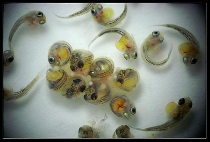 孔雀鱼生小鱼不分缸存活率多少,为什么孔雀鱼鱼苗存活率很低