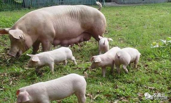 母猪夏季生病怎么治,母猪高发疫病怎么防治