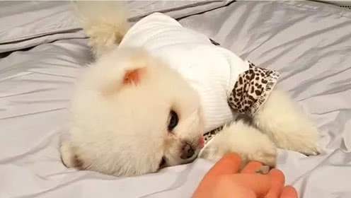 博美最喜欢的动作,博美喜欢主人的5大表现