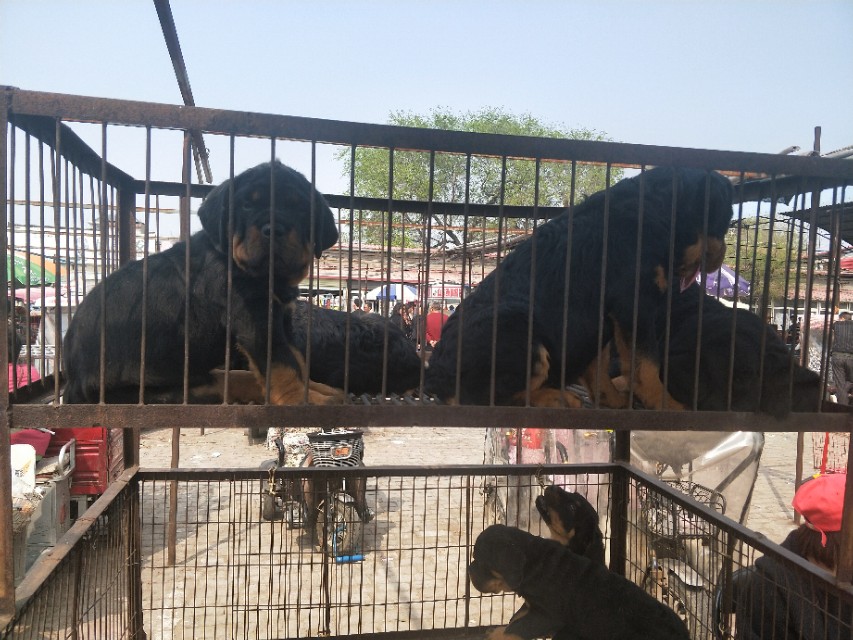 开封狗市抓狗视频,开封狗市拉布拉多和金毛的视频