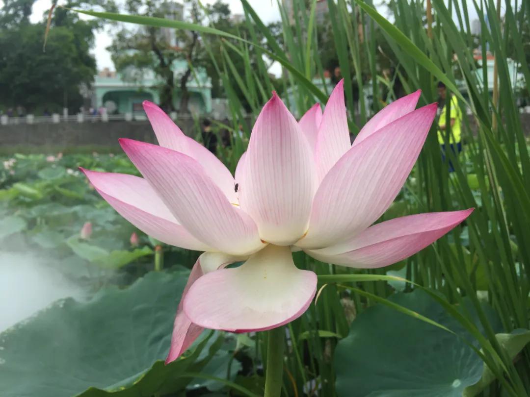 澳门一日游5天攻略,如何一天游澳门