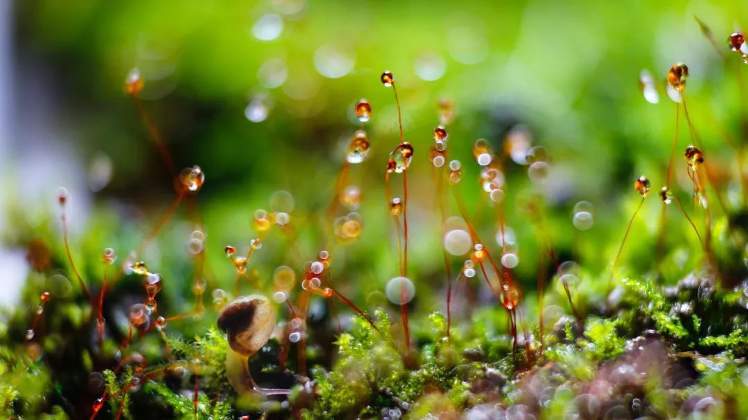 100mm微距一代和二代,90mm更好用的微距