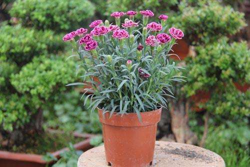 家庭养花存在的问题及解决方法,家庭养花易黄叶怎么办