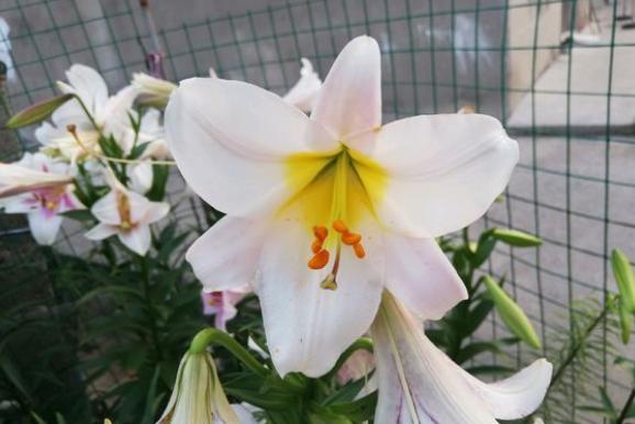 百合花开完花后长出的小球怎么办,盆栽百合花开完花后怎么处理