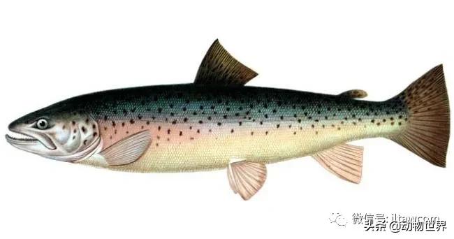 三文鱼是怎样的鱼,三文鱼冷冻后还可以生吃吗