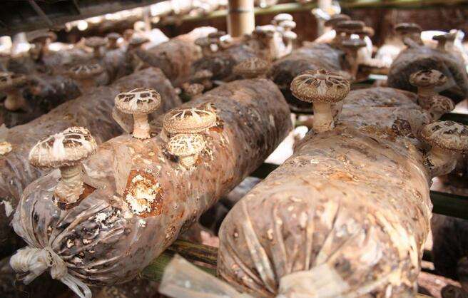 香菇高产栽培技术完整视频,香菇如何种植视频教程