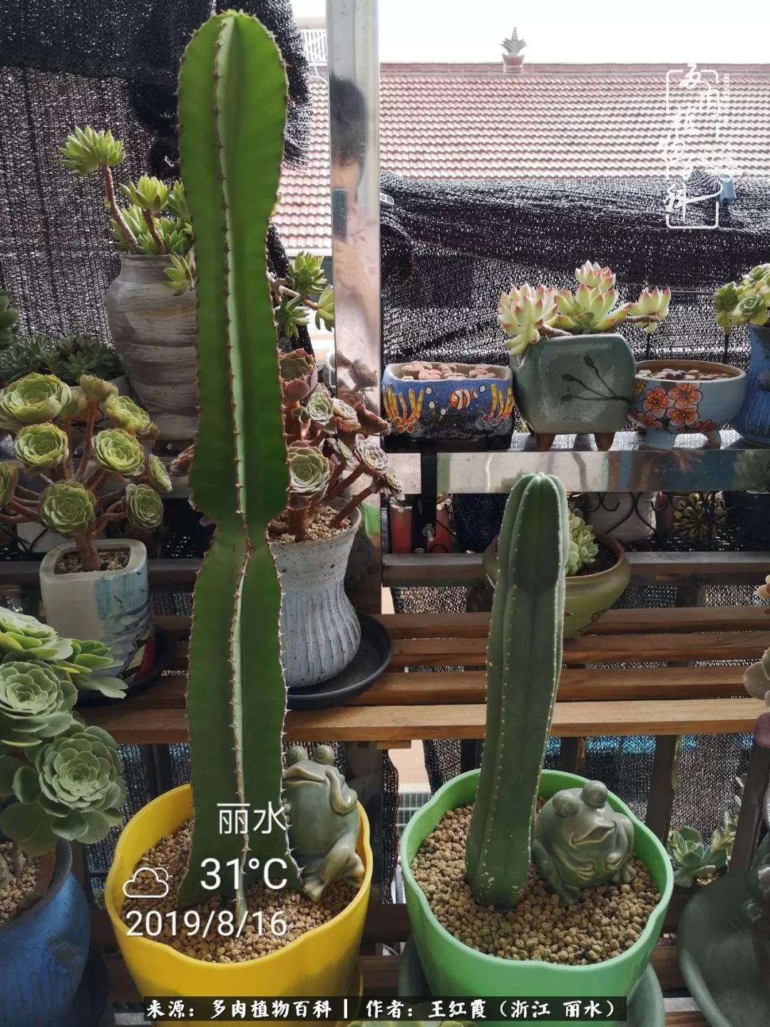 仙人球露养条件,仙人球的露养方法