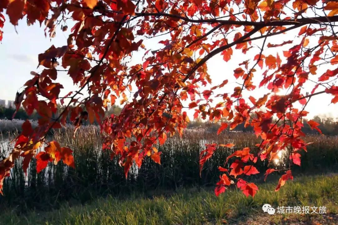 城晚拍拍丨秋色如画