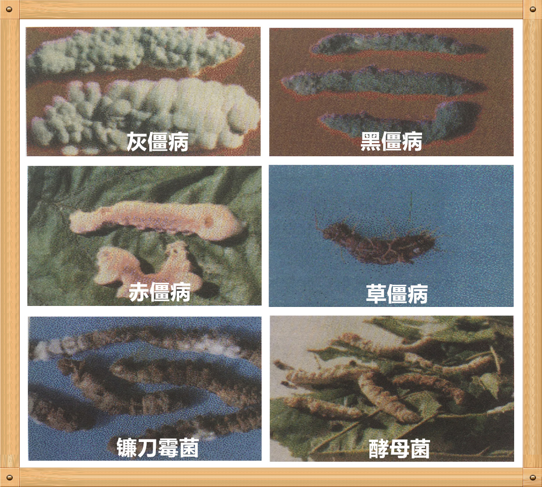 家蚕真菌病,家蚕病害的研究