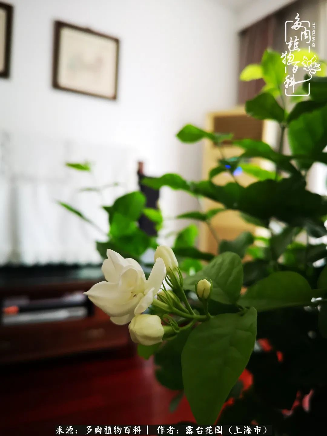 这6种多肉又粉又可爱萌翻少女心,粉粉萌萌的多肉有哪些