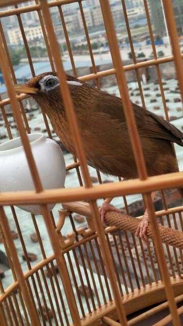 画眉鸟不肯过笼怎么处理,画眉鸟太紧张了怎么办