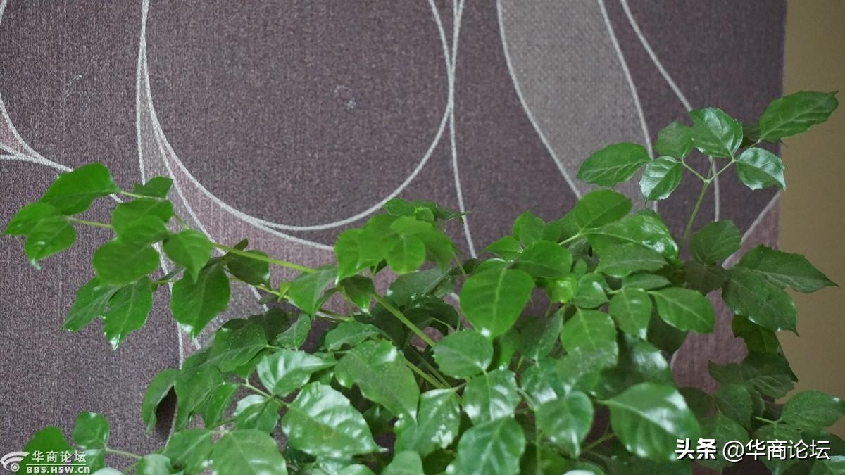 疫情下的城市生活纪录片,西安疫情每天新增记录图