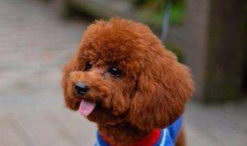 喜欢泰迪的你,在为爱犬挑选狗粮时,要掌握这些要点