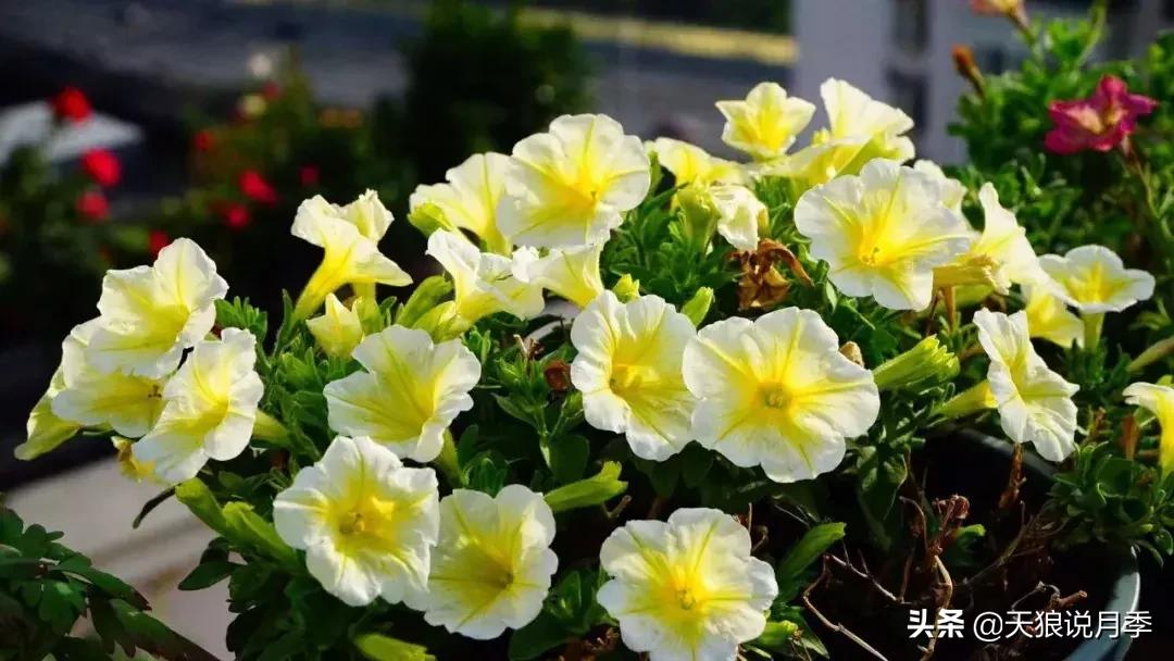 露台打造花海,她用10年改造庭院