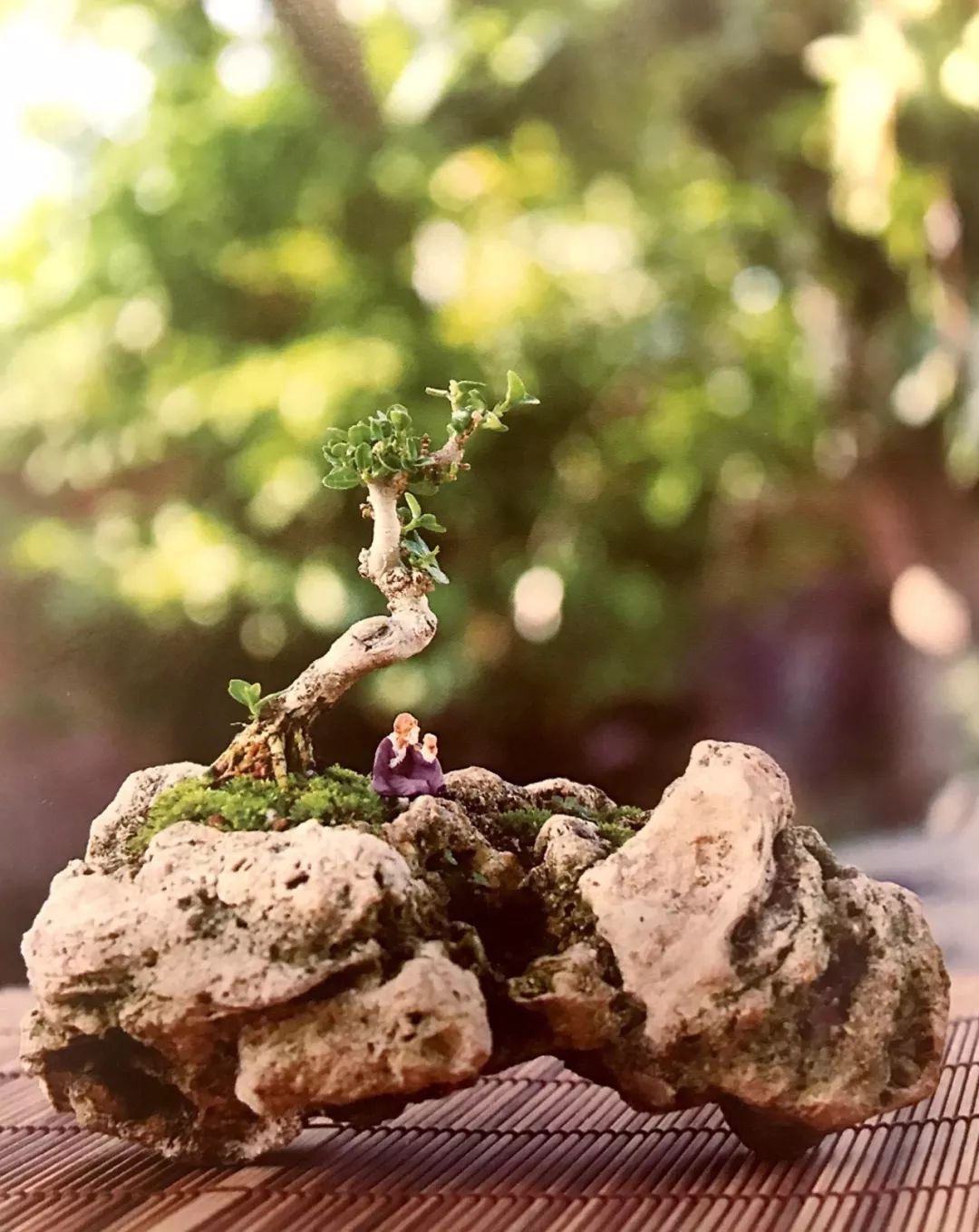 精品水旱树石盆景,什么是全旱式树石盆景