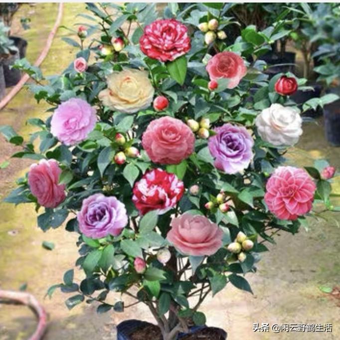 怎样避开买宿迁的花,怎样避免购买到宿迁假苗木