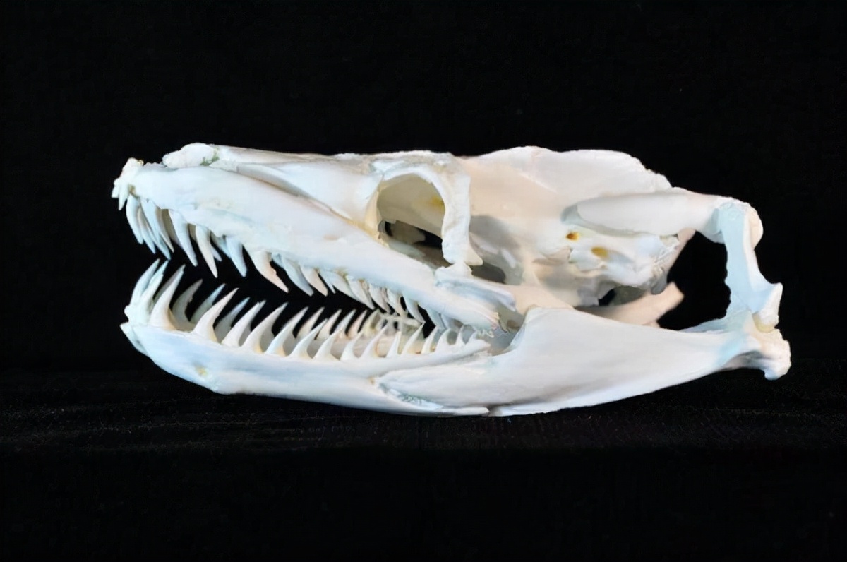 蛇的骨骼结构图,蛇的下颚能长多大