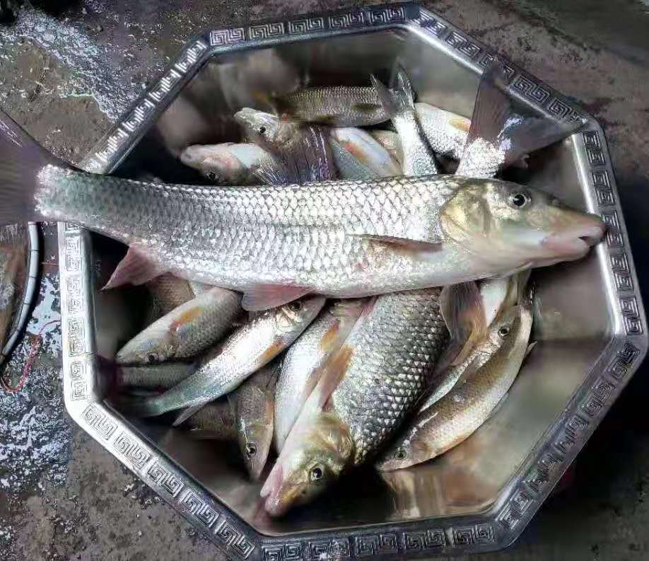 钓鱼线组搭配与鱼钩的大小,鱼塘钓鱼线组的最佳搭配