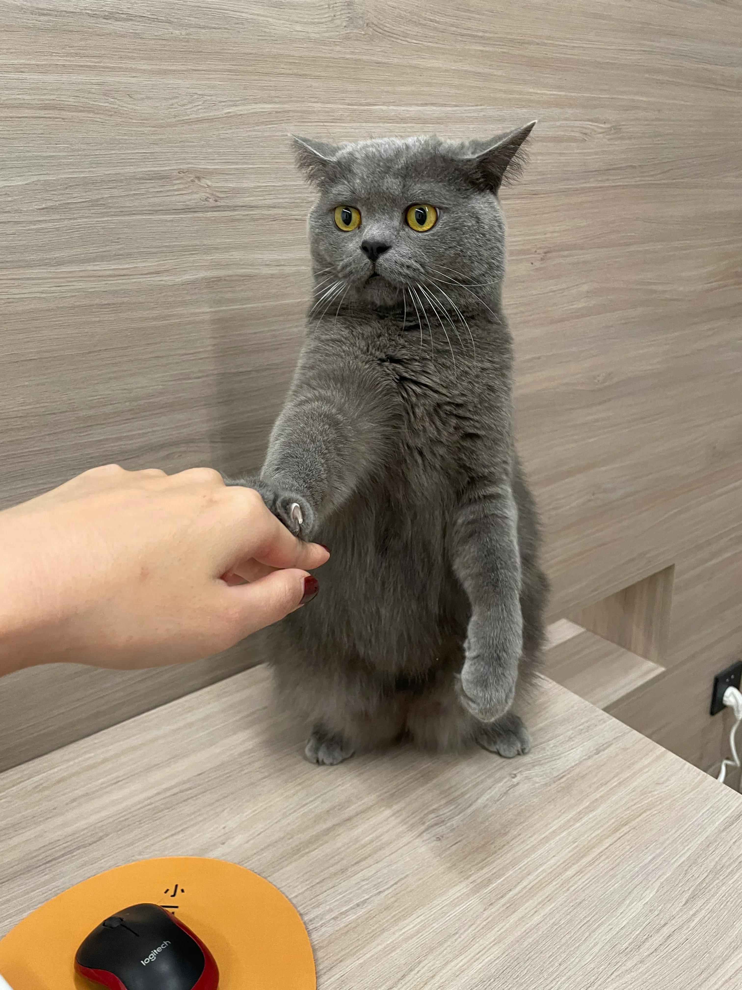 怎样给有点胖的猫咪选猫粮,猫粮怎么喂食容易增胖