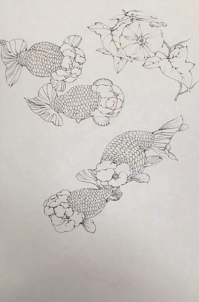 丹凤金鱼工笔白描图片,余穉工笔荷花金鱼白描