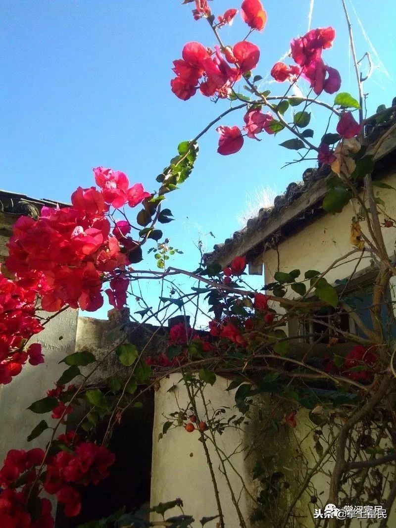 家乡是我们成长的沃土,家乡是生养我们的地方