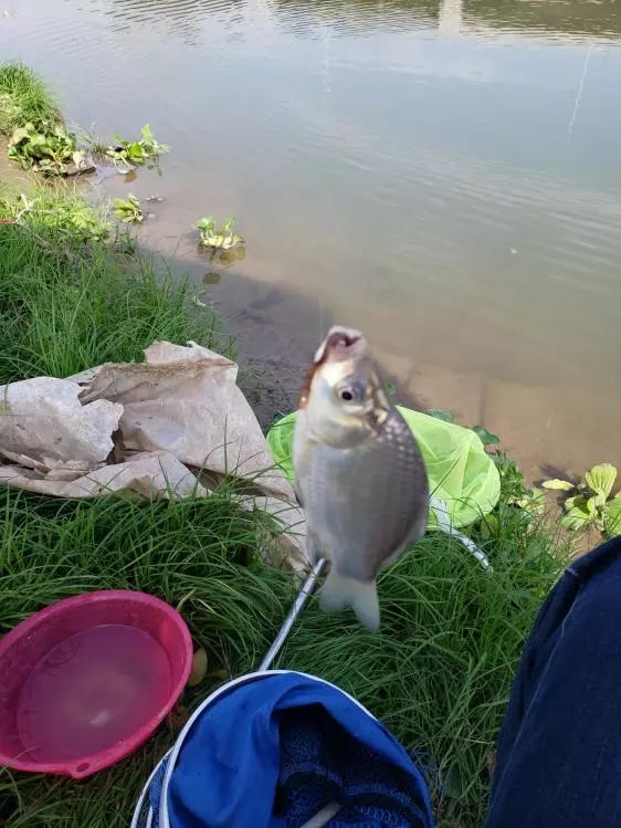 再次探钓朱家河，遭遇“水葫芦大军”